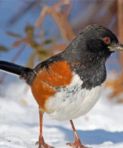 Towhee In Snow Paint by number