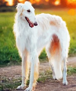 White Borzoi Dog paint by number