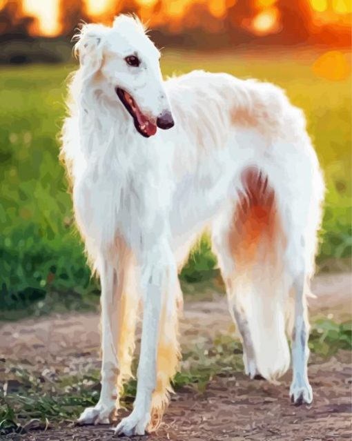 White Borzoi Dog paint by number