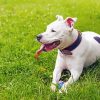 White Staffordshire Dog paint by number