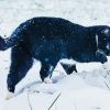 Black Cat And Snow paint by number