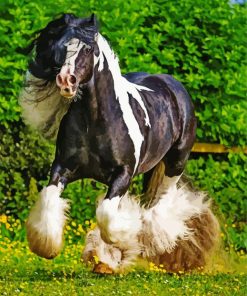 Black And White Cob Horse paint by number