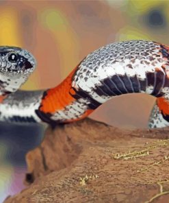 Colorful Rattlesnake paint by number