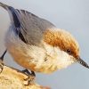 Cute Brown Headed Nuthatch paint by number