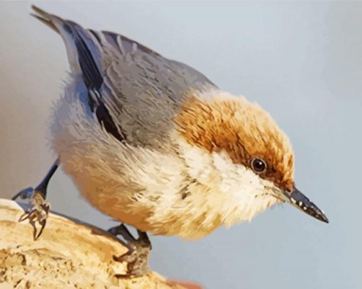 Cute Brown Headed Nuthatch paint by number