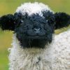 Cute Valais Blacknose paint by number