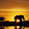 Elephants Travel Sunset paint by number