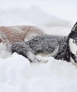 Husky Dog Couple paint by number