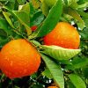 Orange Fruit Tree paint by number