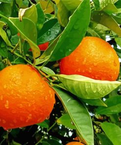 Orange Fruit Tree paint by number