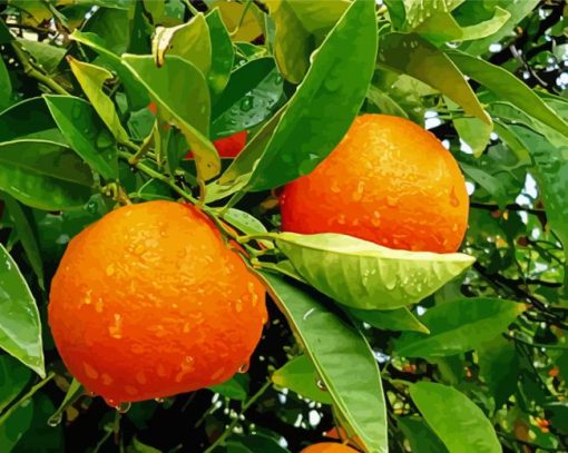 Orange Fruit Tree paint by number