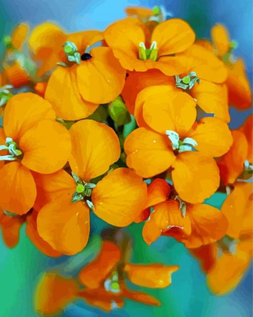 Orange Wallflower paint by number