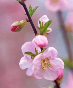 Pink Apple Blossom Flower paint by number