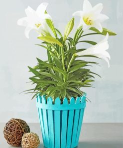 Potted White Easter Lilies paint by number