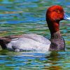 Redhead Duck paint by number