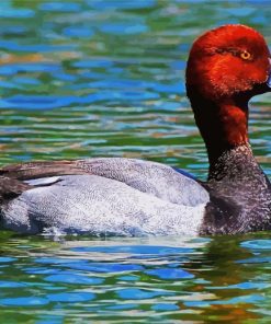 Redhead Duck paint by number