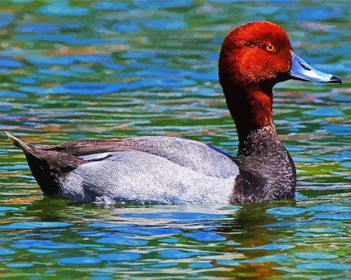 Redhead Duck paint by number