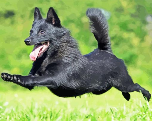 Running Schipperke Dog paint by number