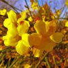 Winter Jasmine paint by number