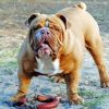 Australian Bulldog paint by number