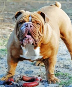 Australian Bulldog paint by number