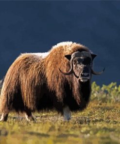 Muskox Northwestern Animals paint by number