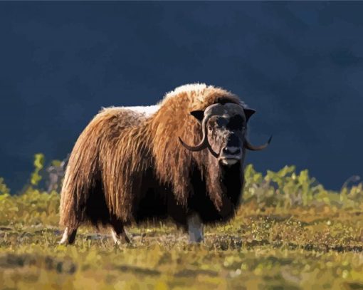 Muskox Northwestern Animals paint by number