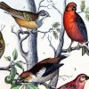 Vintage Birds On Tree paint by number