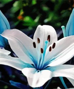 White Blue Lily Flower paint by number