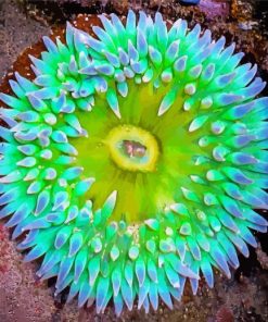 Aesthetic Green Sea Anemone paint by number