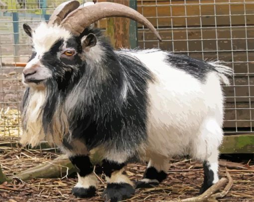 Cute Pygmy Goat paint by number