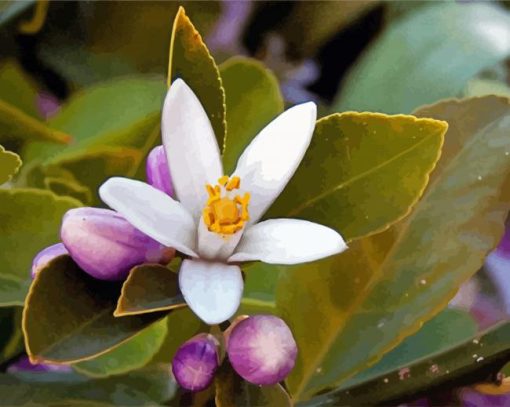 White Lemon Blossoms paint by number