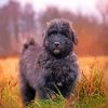 Aesthetic Bouvier Des Flandres paint by number