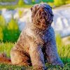 Bouvier Des Flandres paint by number