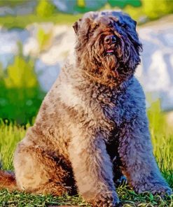 Bouvier Des Flandres paint by number