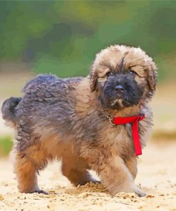 Cute Bouvier Des Flandres paint by number